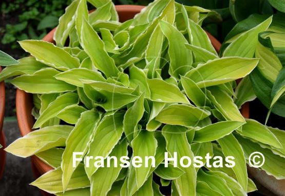 Hosta Iced Lemon